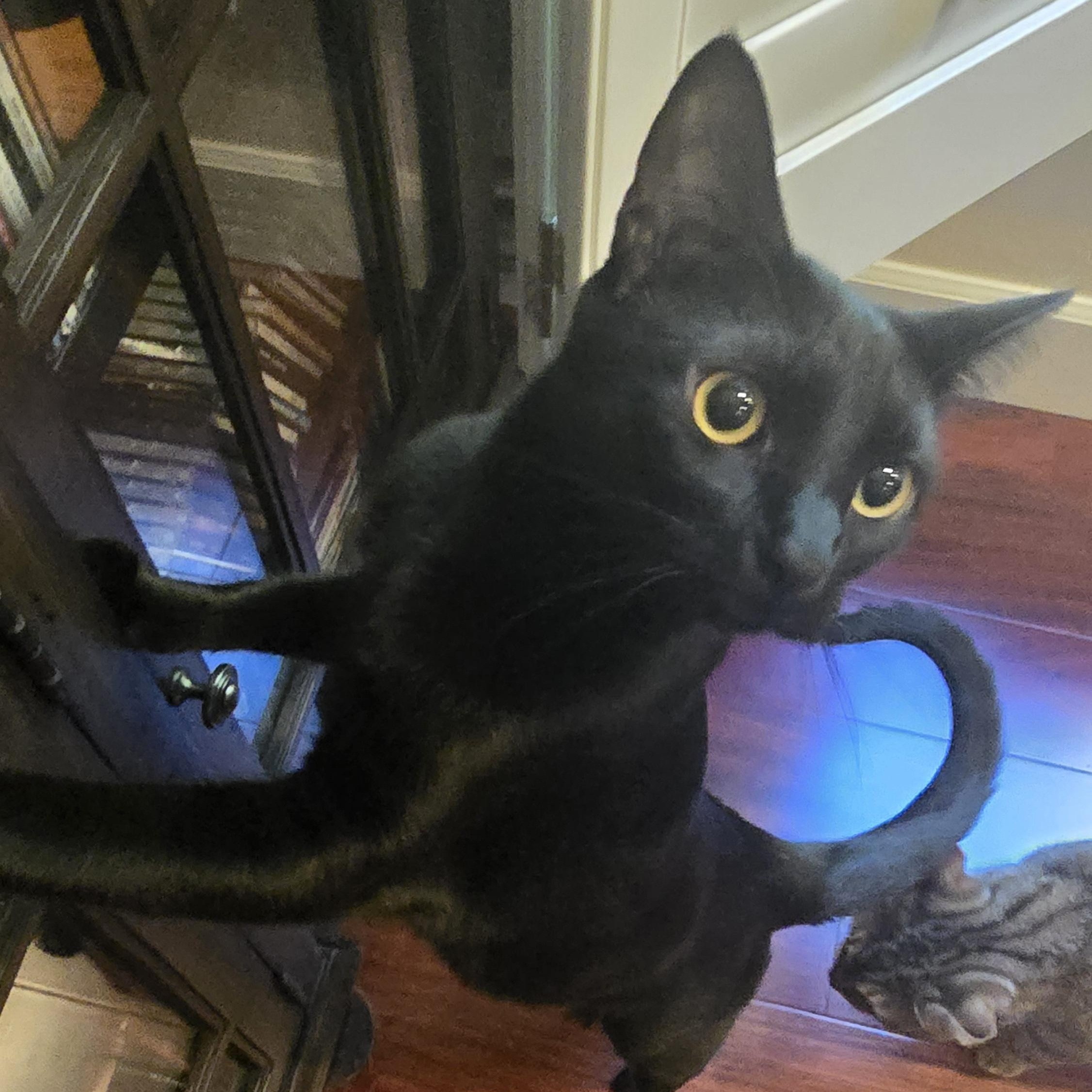 Yindee (with Mali), Adoptable, Adult Male Domestic Short Hair.