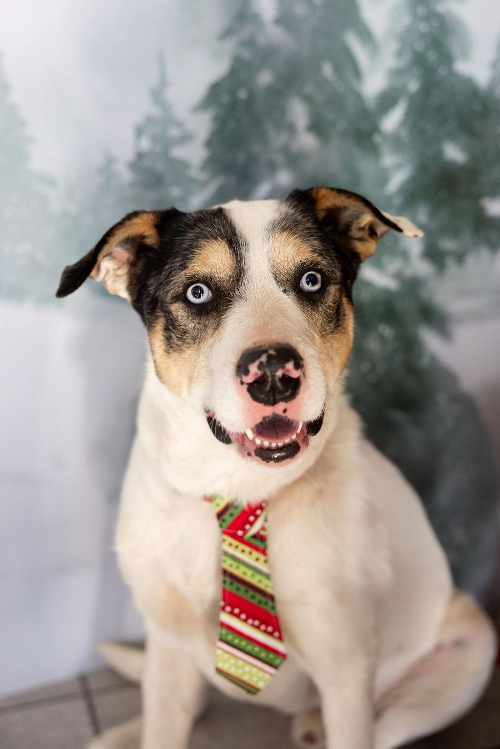 Obie, Adopted, Adult Male Australian Shepherd & Labrador Retriever.