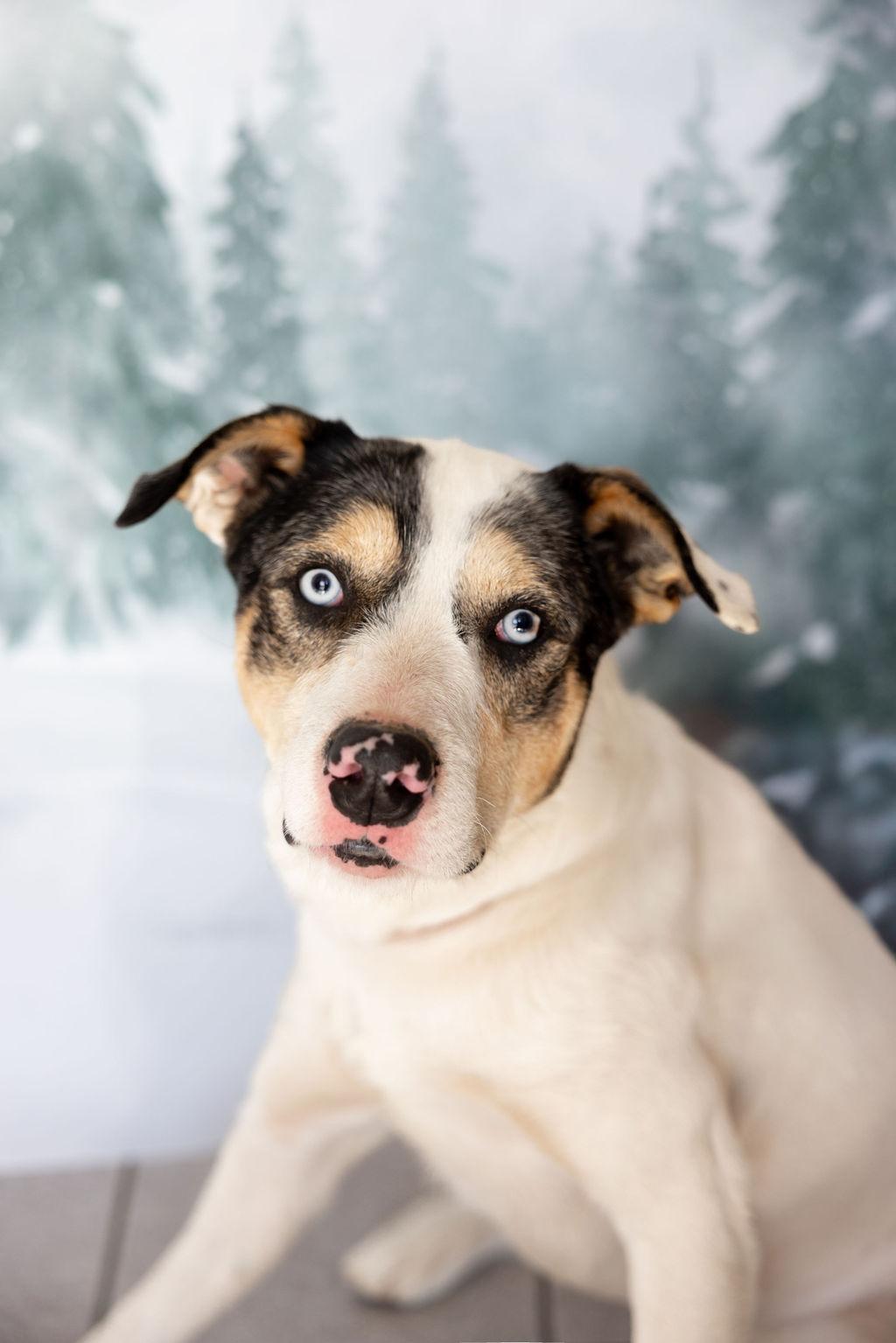 Enlarge Obie, a Adopted mixed breed in Gentry, AR image 2/3