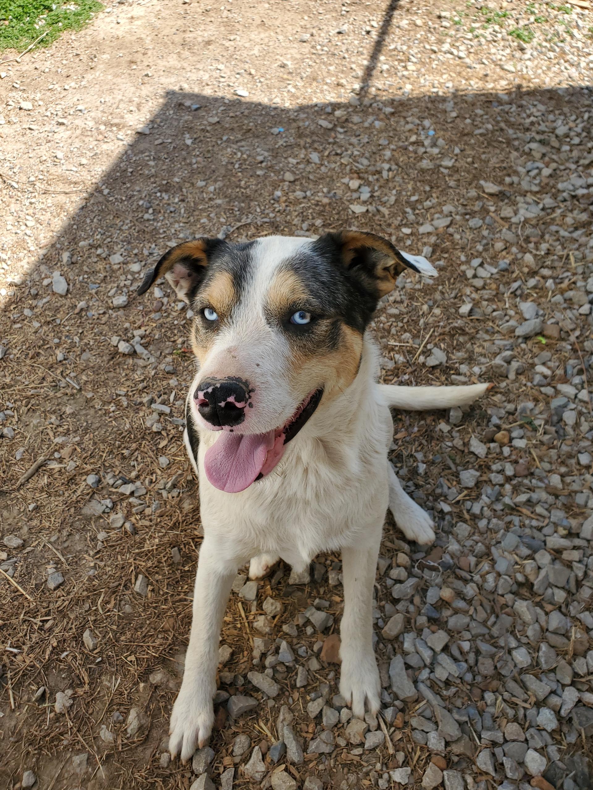 Enlarge Obie, a Adopted mixed breed in Gentry, AR image 3/3