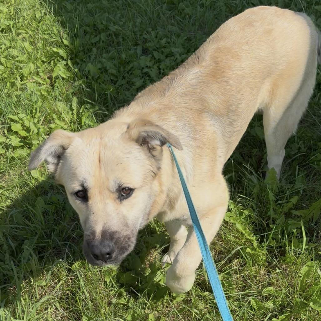 McMuffin, Adoptable, Young Male Yellow Labrador Retriever & German Shepherd Dog.