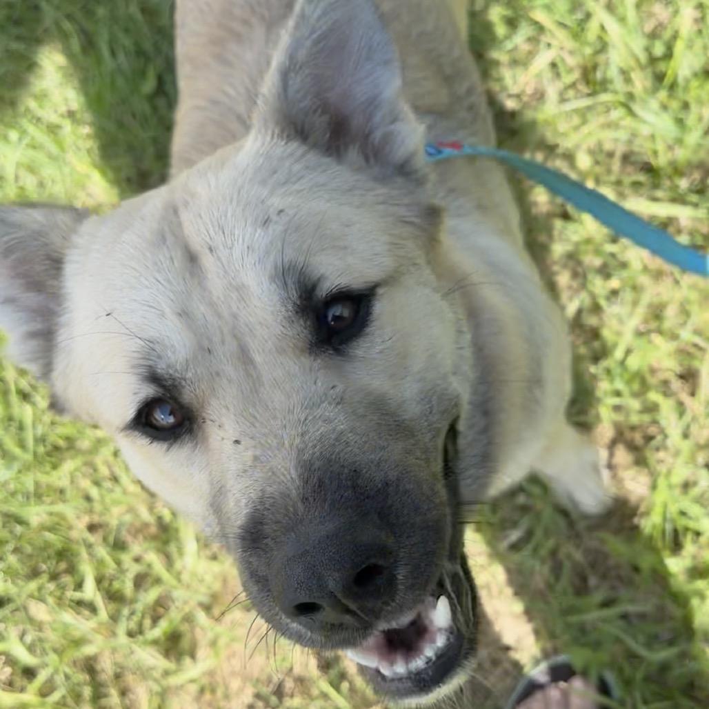 Enlarge McMuffin, a Adoptable mixed breed in Detroit Lakes, MN image 3/4