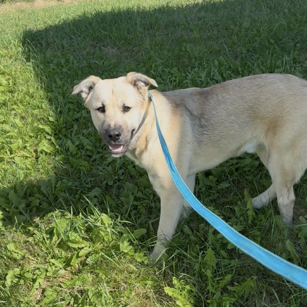 Enlarge McMuffin, a Adoptable mixed breed in Detroit Lakes, MN image 4/4