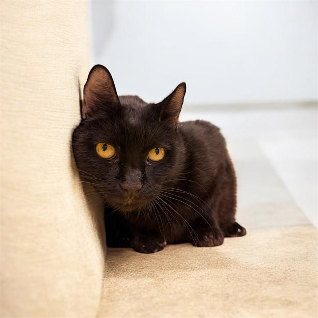 HAPPY, Adoptable, Senior Male Domestic Short Hair.