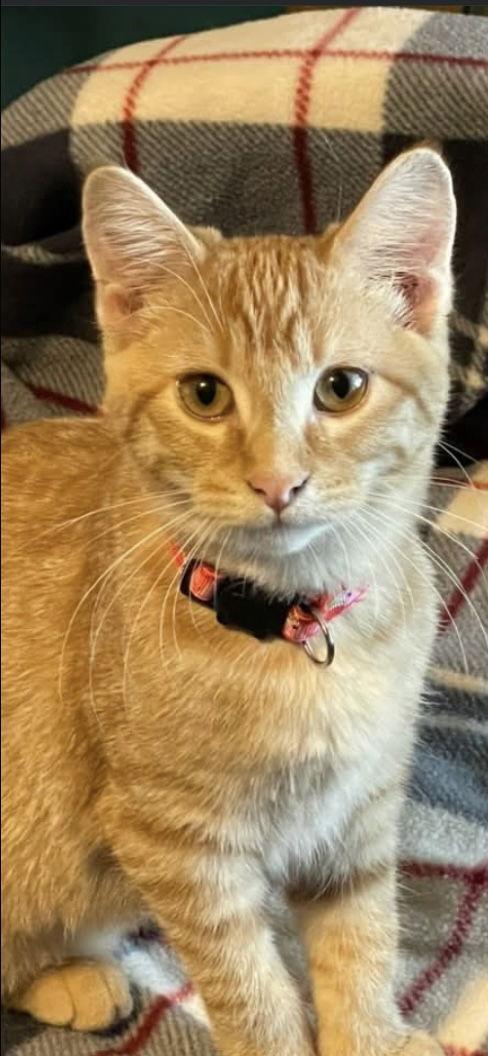 Enlarge Princess Rusty, a Adoptable Domestic Short Hair in Zimmerman, MN image 1/1