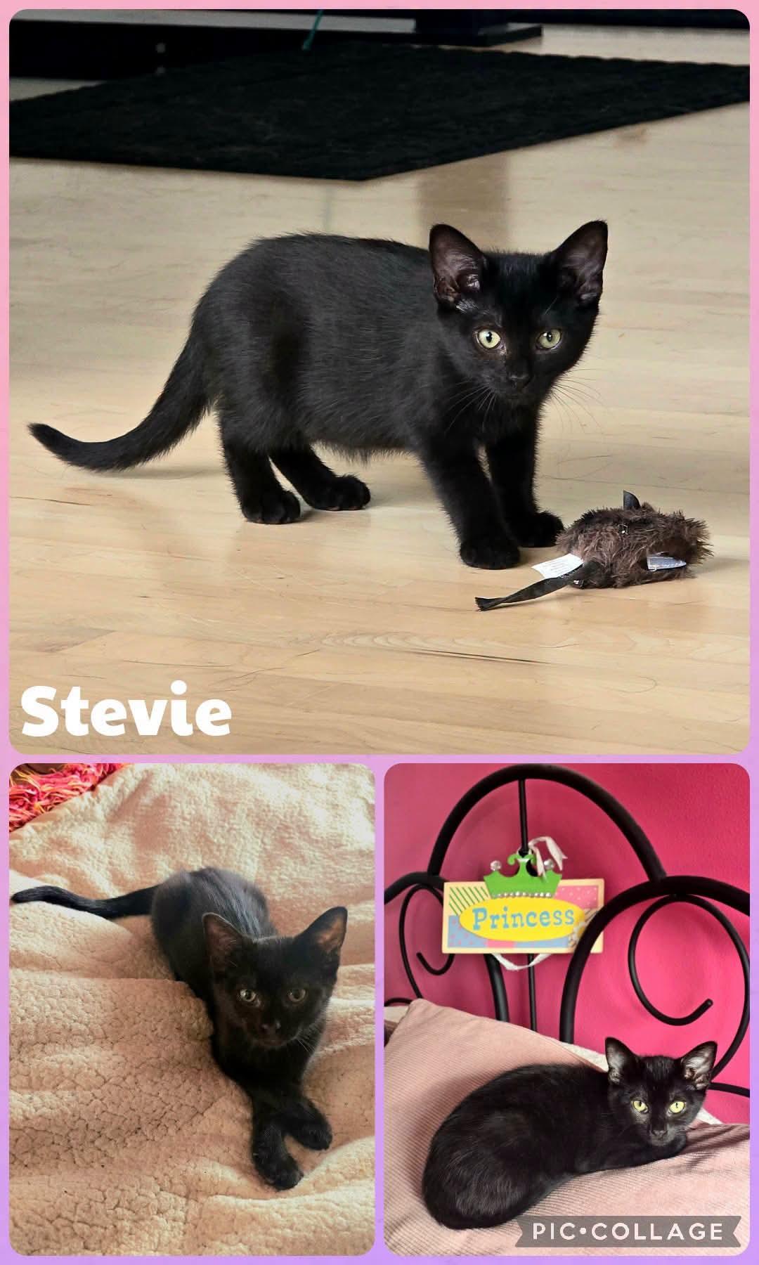 Stevie, Adoptable, Kitten Female Domestic Short Hair.