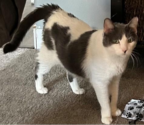 SAGE, Adoptable, Senior Male Domestic Short Hair.