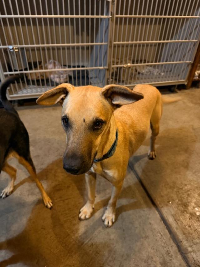 Victor, Adoptable, Adult Male Shepherd.