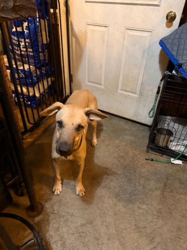 Enlarge Victor, a Adoptable mixed breed in Albion, NY image 3/3