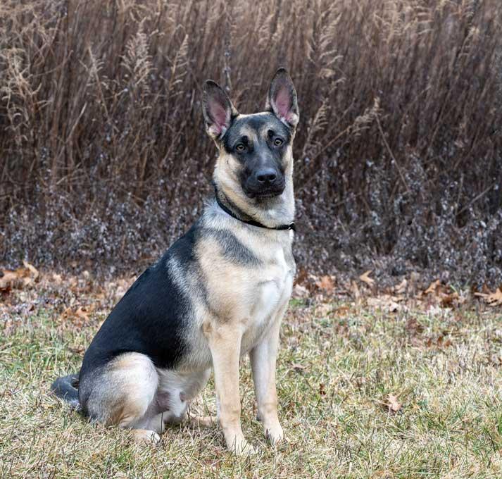 Fox, ADOPTABLE, Young Male German Shepherd Dog.