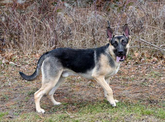 Enlarge Fox, a ADOPTABLE German Shepherd Dog in Wayland, MA image 2/4