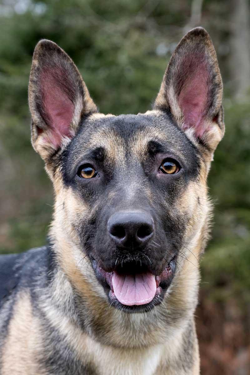 Enlarge Fox, a ADOPTABLE German Shepherd Dog in Wayland, MA image 4/4
