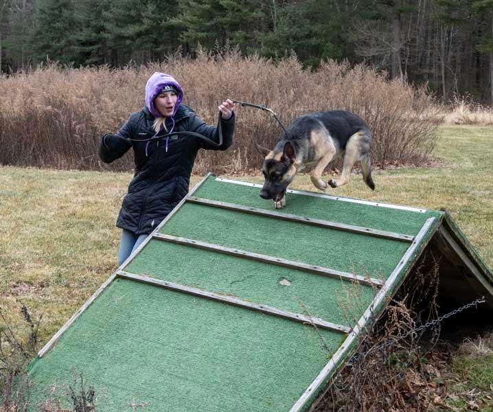 Enlarge Fox, a ADOPTABLE German Shepherd Dog in Wayland, MA image 3/4