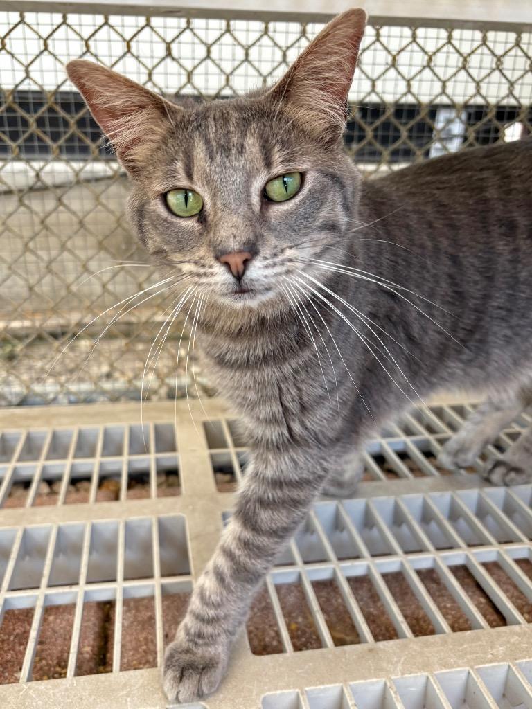 Avalon, a Adoptable mixed breed in Fort Lauderdale, FL image 1/4