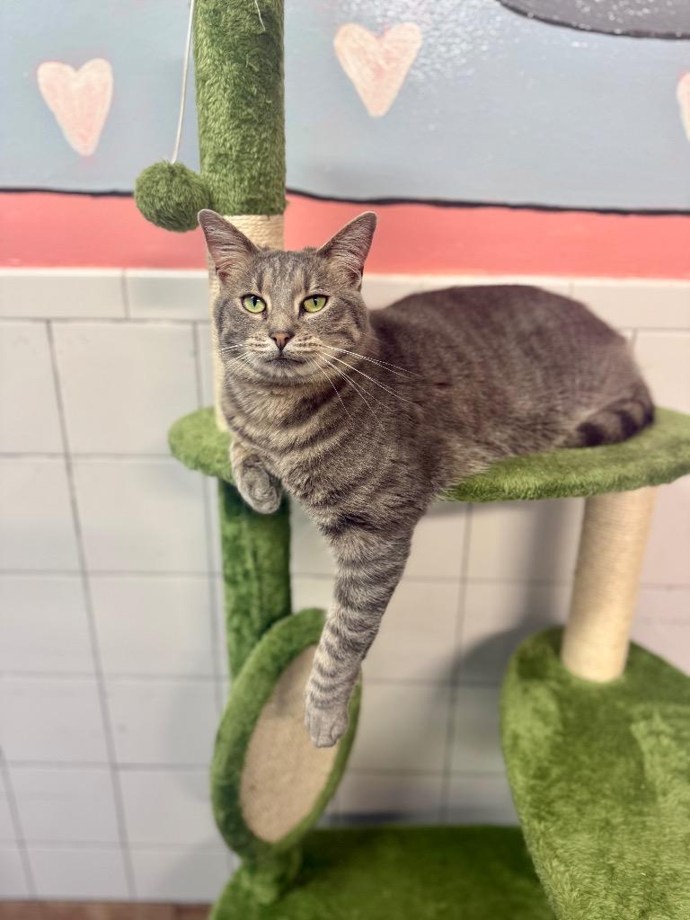 Avalon, a Adoptable mixed breed in Fort Lauderdale, FL image 2/4