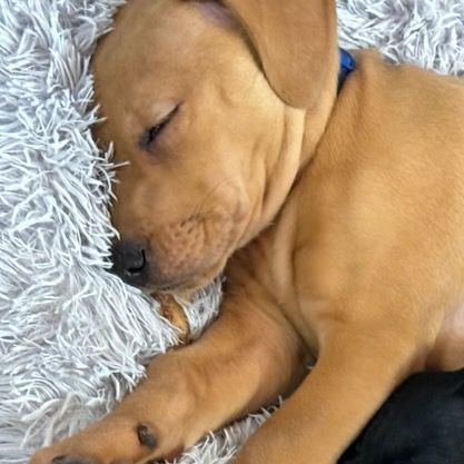 Buster Brown