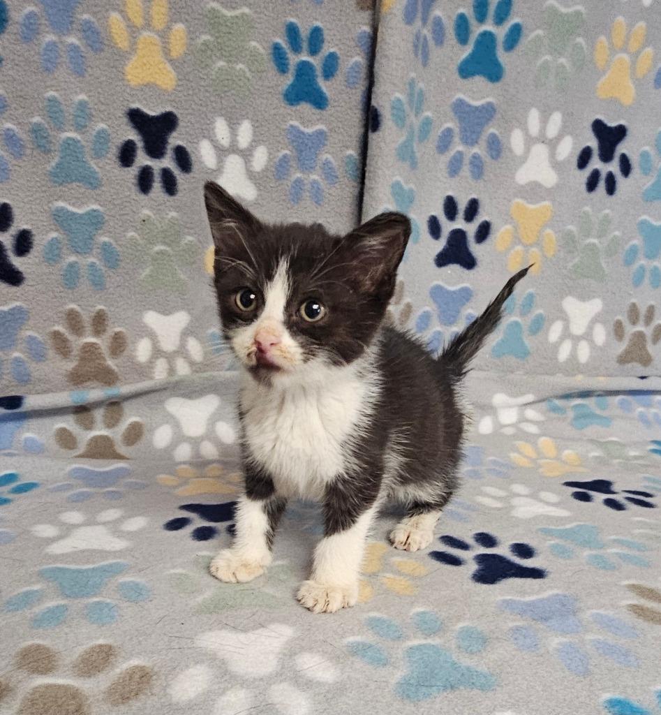 Enlarge Alberta, a Adoptable mixed breed in Wabash, IN image 1/1