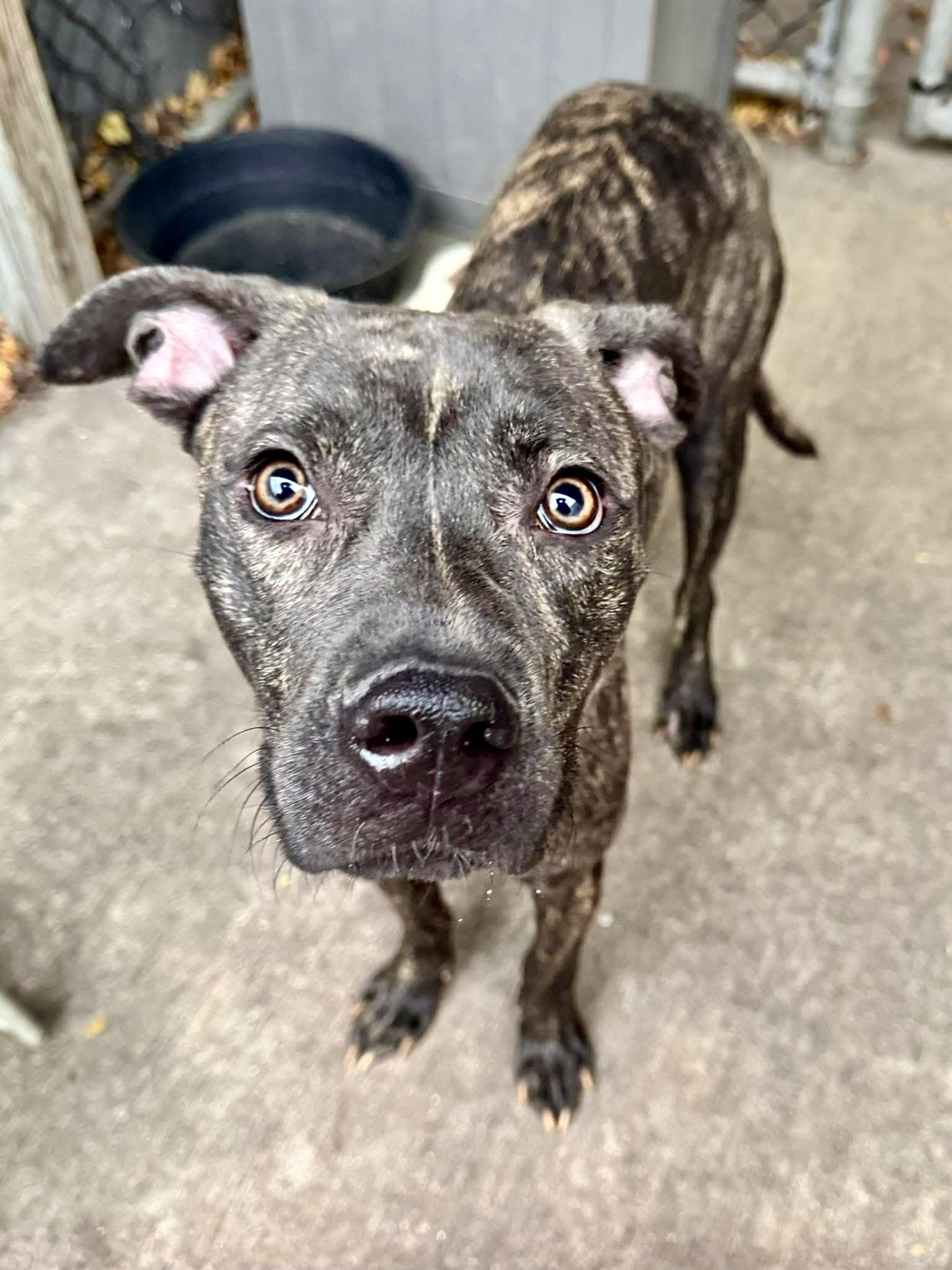 Prescott, ADOPTABLE, Adult Male Pit Bull Terrier.