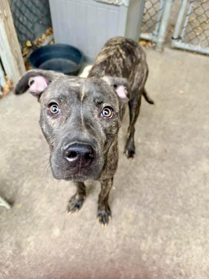 Enlarge Prescott, a ADOPTABLE Pit Bull Terrier in Chicago, IL image 3/5