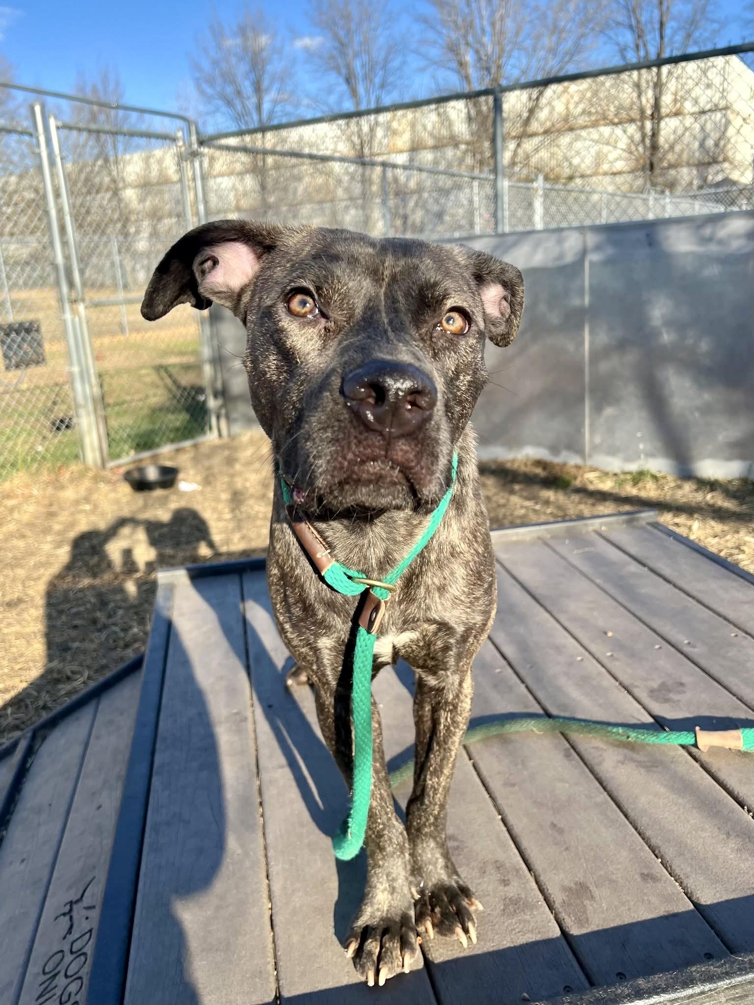 Enlarge Prescott, a ADOPTABLE Pit Bull Terrier in Chicago, IL image 4/5