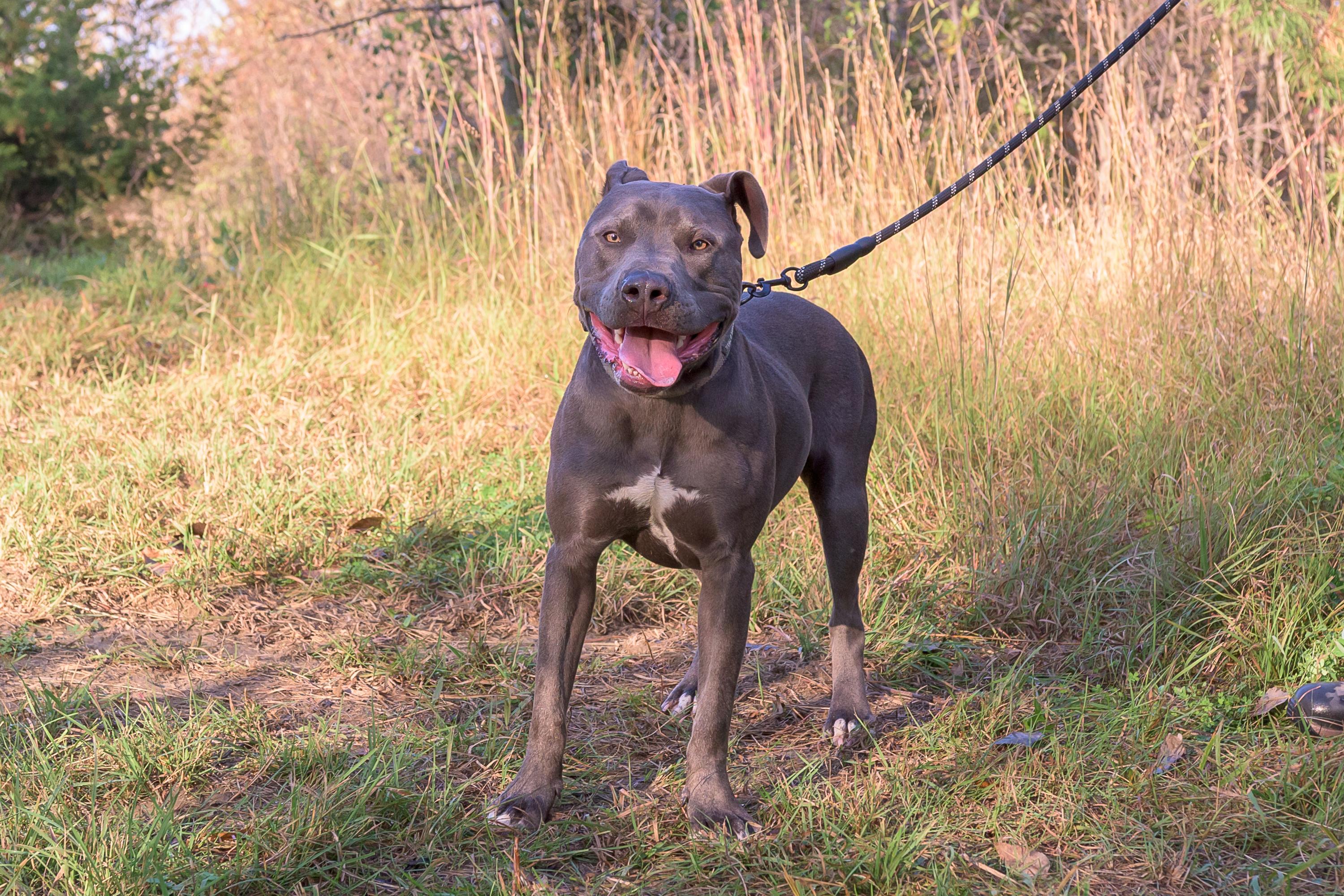 Scarlett, Adoptable, Young Female Pit Bull Terrier.