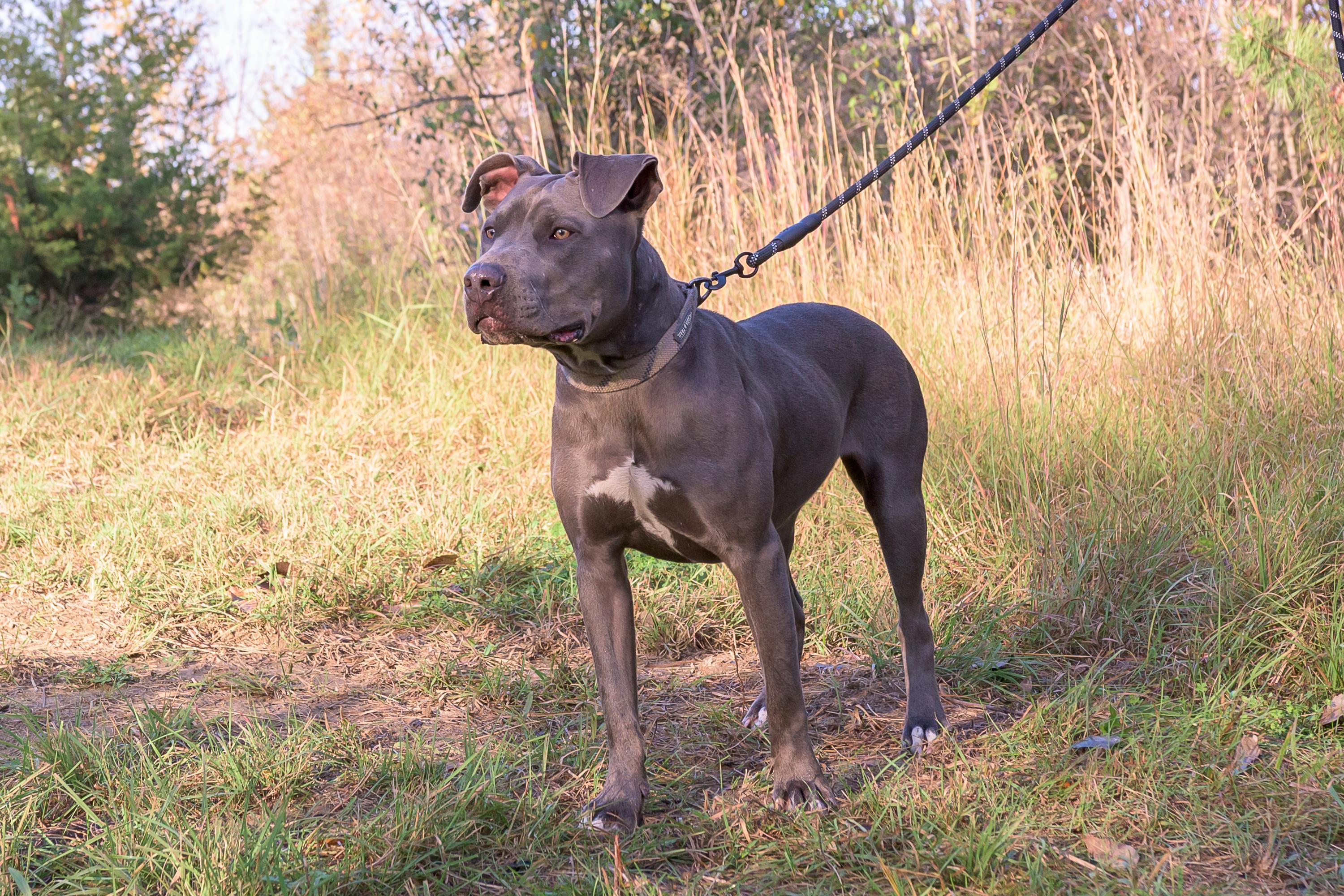 Enlarge Scarlett, a Adoptable mixed breed in Blair, NE image 2/3