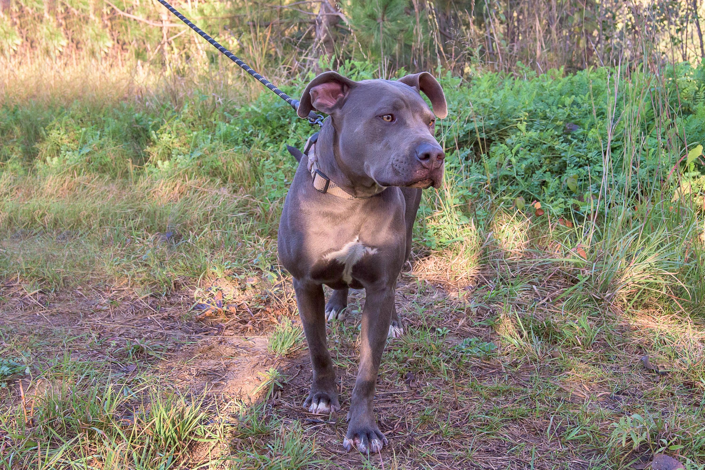 Enlarge Scarlett, a Adoptable mixed breed in Blair, NE image 3/3