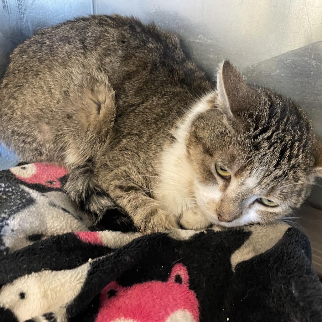 Jasper, ADOPTABLE, Adult Male Domestic Short Hair.