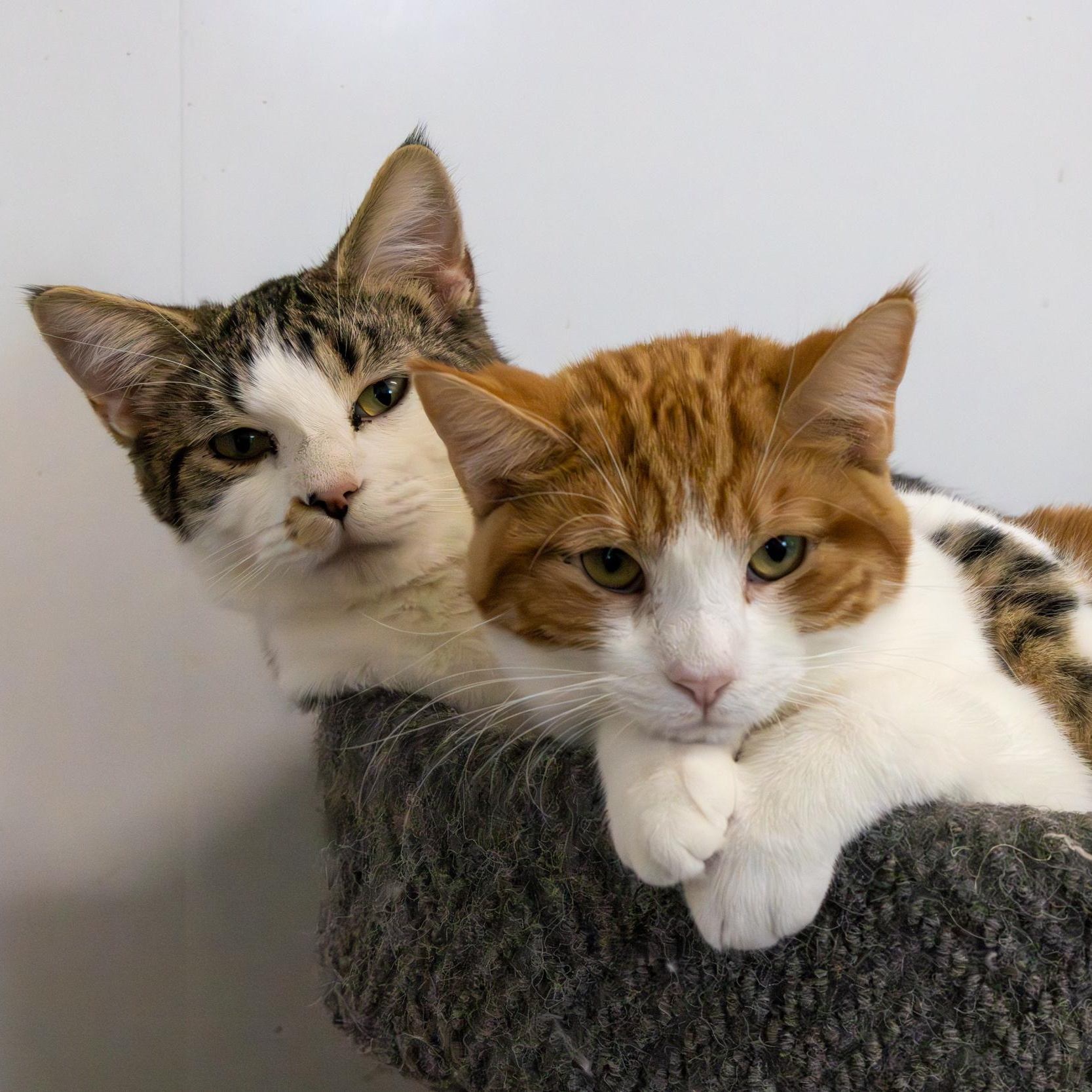 Sheriff , a ADOPTABLE Domestic Short Hair in Richland Center, WI image 3/3