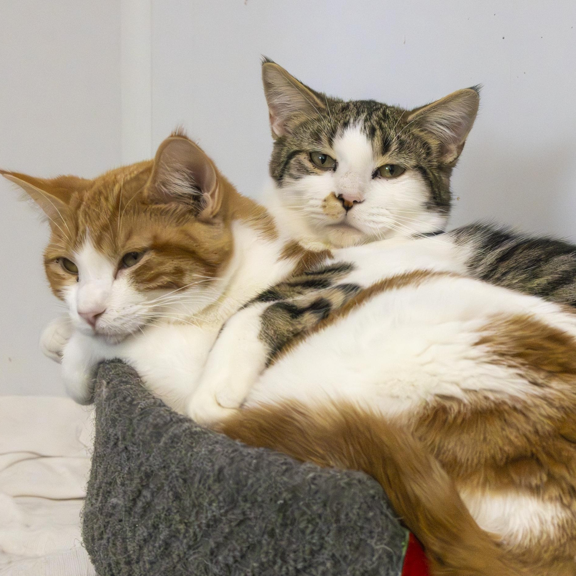 Sheriff , a ADOPTABLE Domestic Short Hair in Richland Center, WI image 2/3