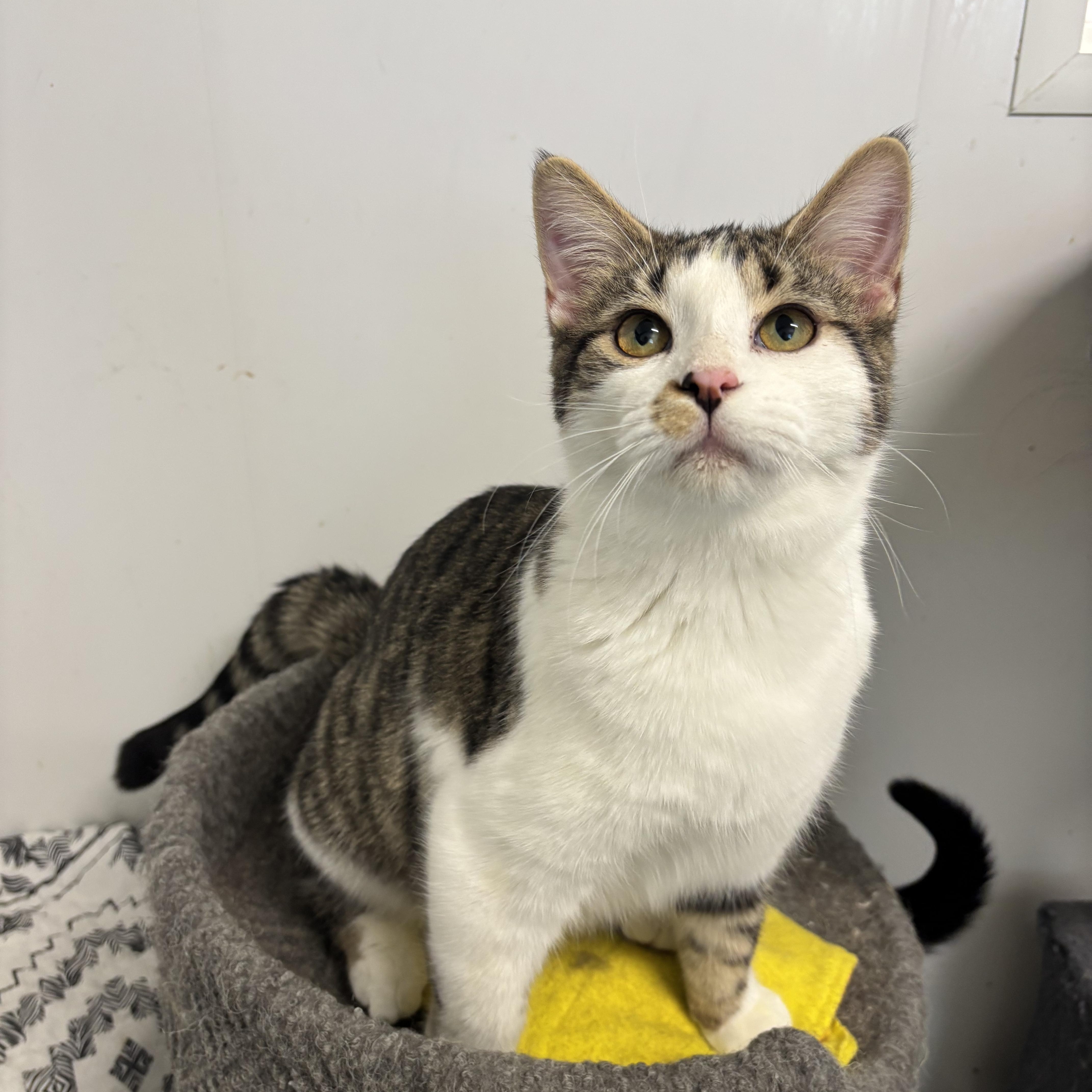 Sheriff , a ADOPTABLE Domestic Short Hair in Richland Center, WI image 1/3