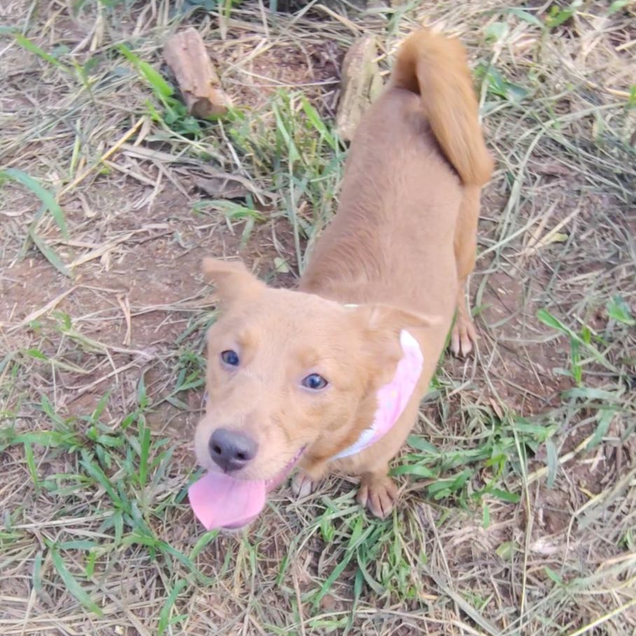 Enlarge Penny, a Adoptable mixed breed in Albion, NY image 1/4