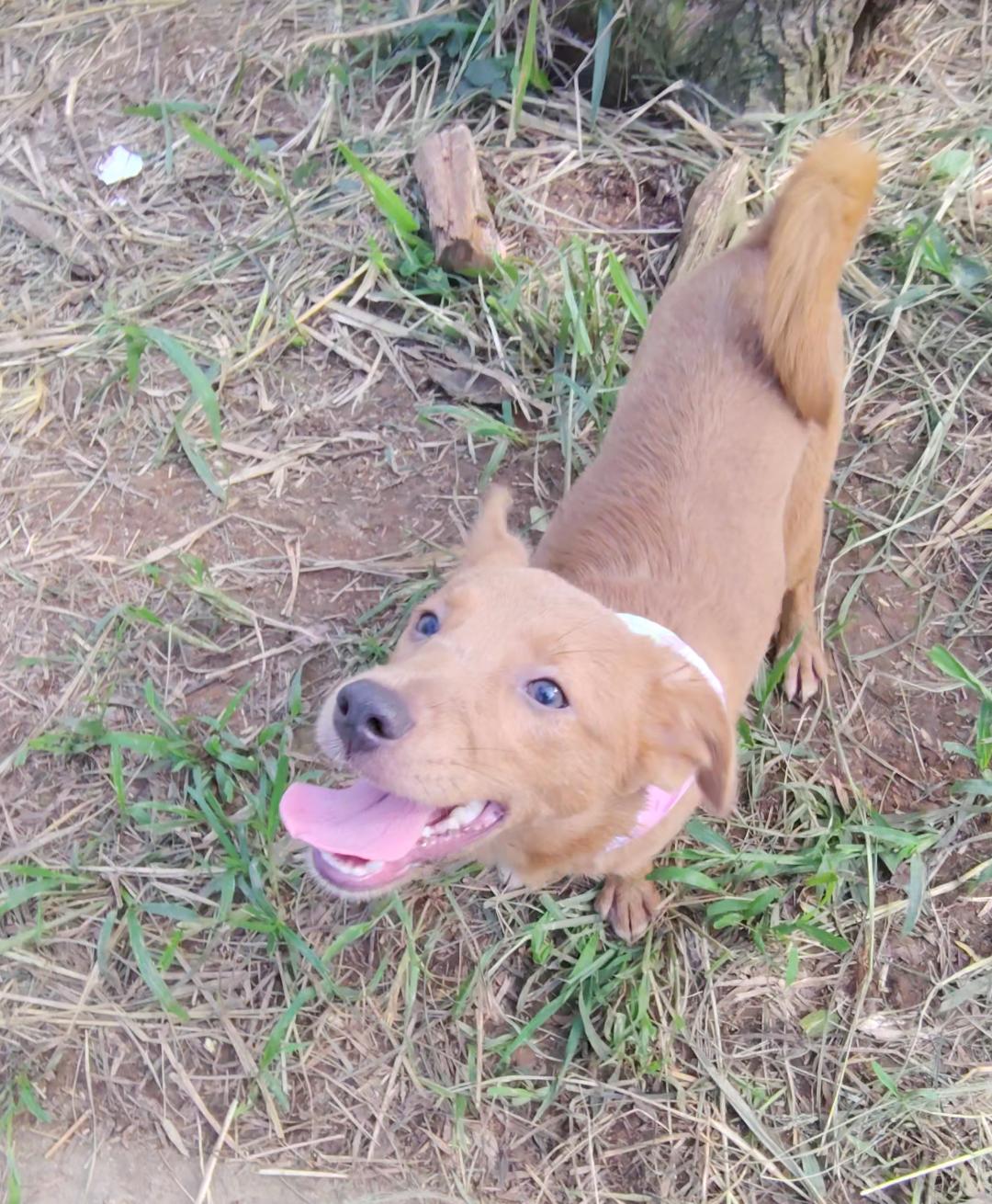 Enlarge Penny, a Adoptable mixed breed in Albion, NY image 2/4