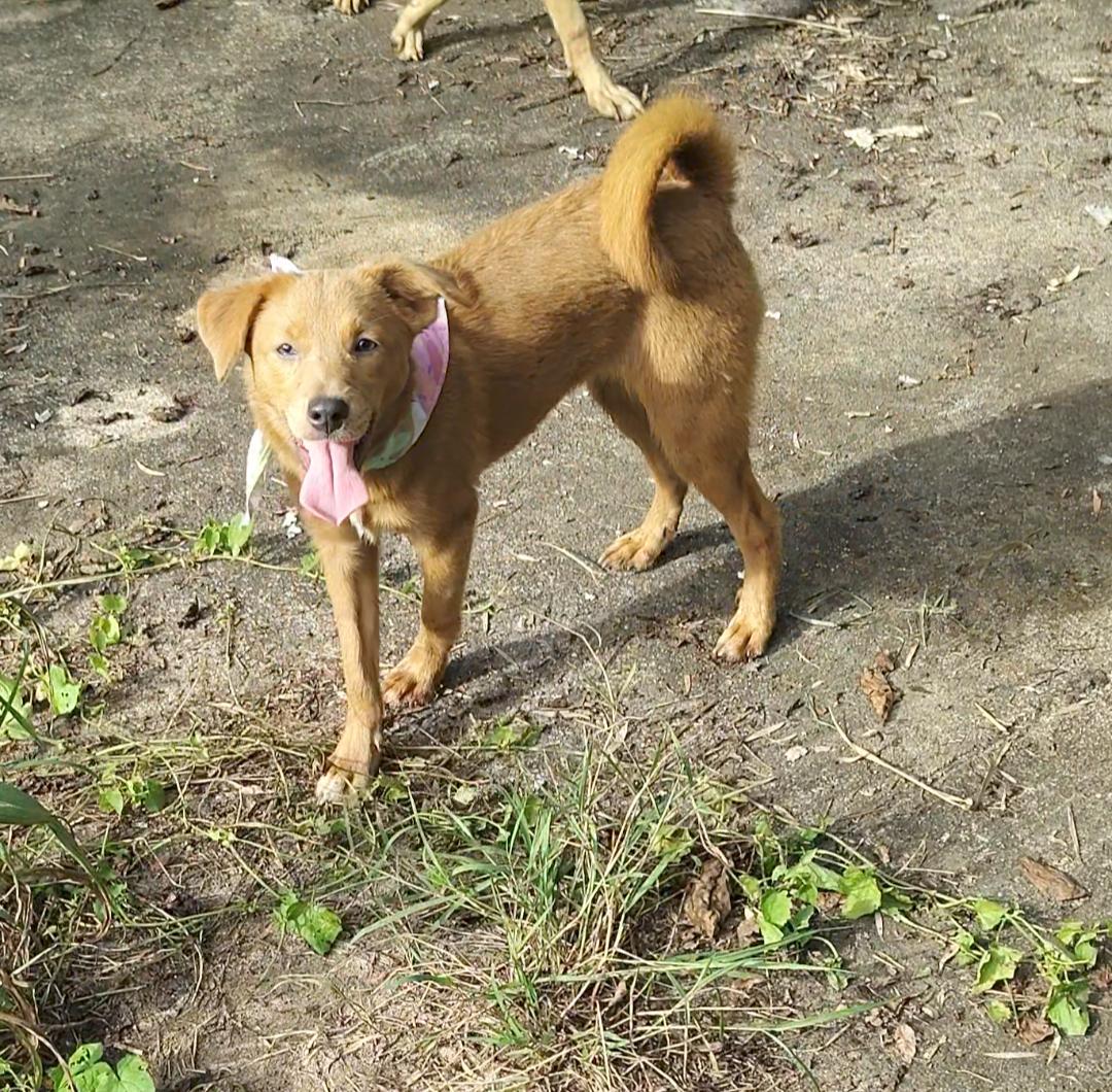 Enlarge Penny, a Adoptable mixed breed in Albion, NY image 3/4