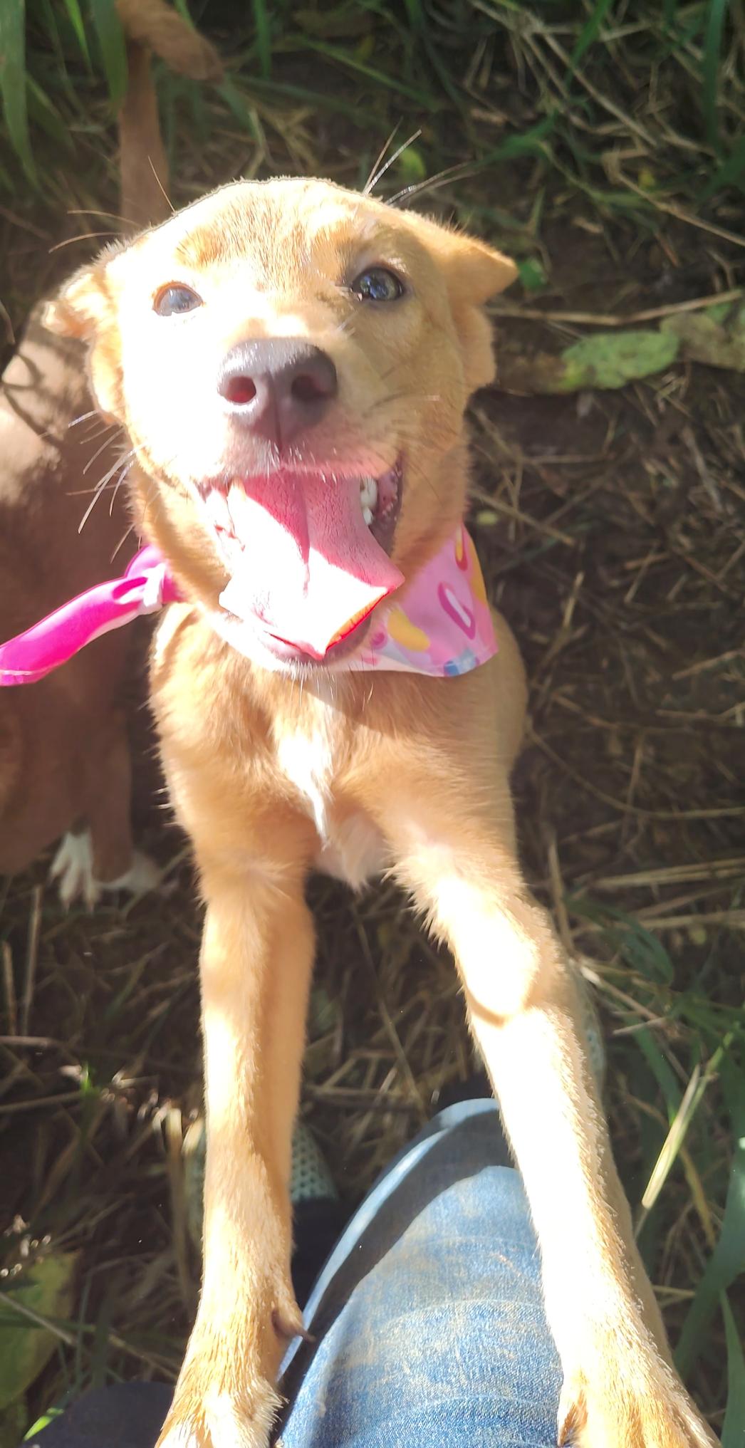 Enlarge Penny, a Adoptable mixed breed in Albion, NY image 4/4