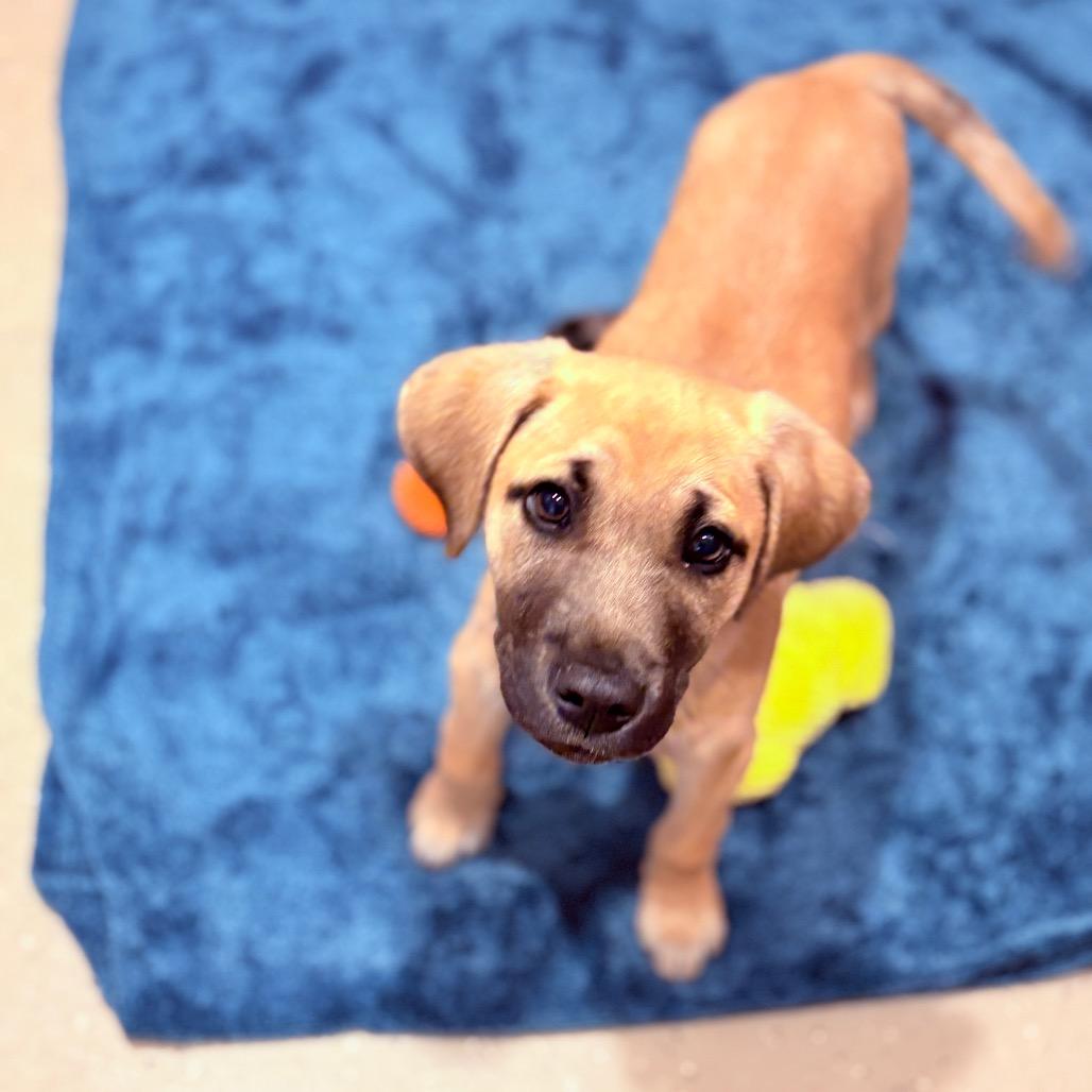 Enlarge Big Mac, an adoptable Mixed Breed in Fenton, MI image 2/2