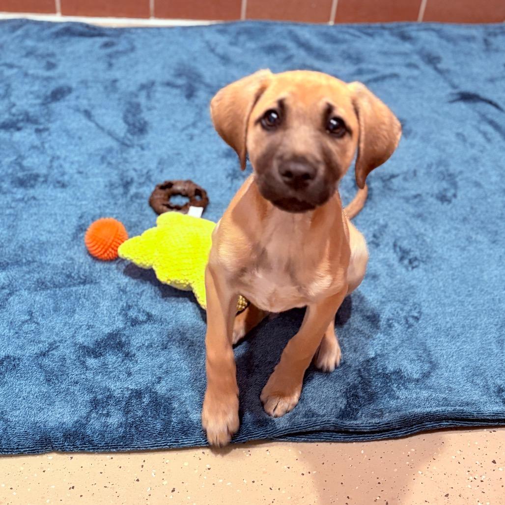 Enlarge Big Mac, an adoptable Mixed Breed in Fenton, MI image 1/2