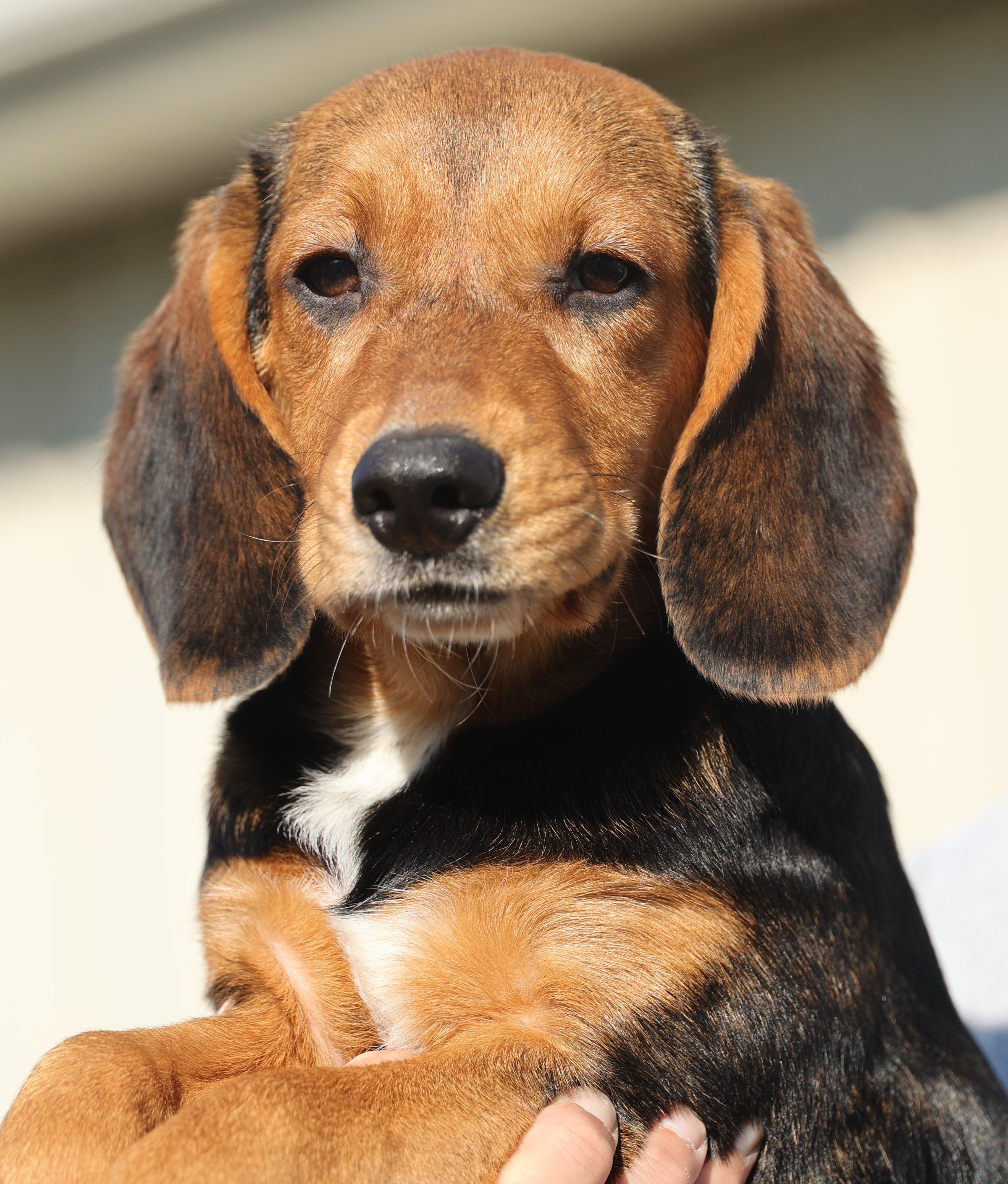 Olive-Available! www.lhar.dog to apply!