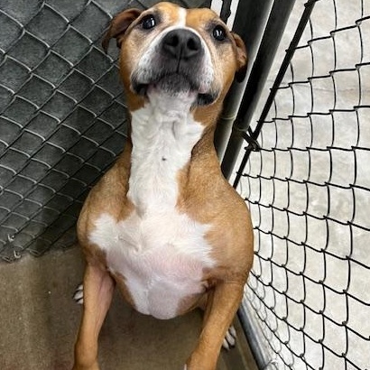 Jewels, a ADOPTABLE mixed breed in Bryan, OH image 3/4