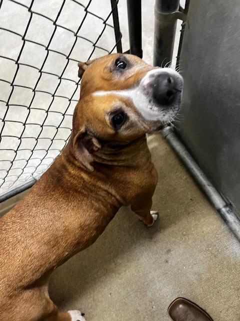 Jewels, a ADOPTABLE mixed breed in Bryan, OH image 4/4