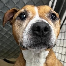 Jewels, a ADOPTABLE mixed breed in Bryan, OH image 1/4