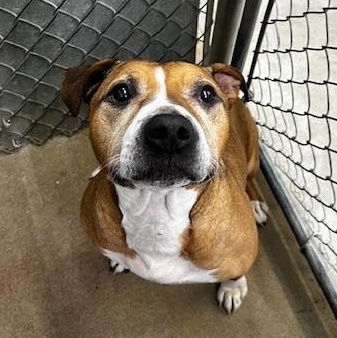 Jewels, a ADOPTABLE mixed breed in Bryan, OH image 2/4