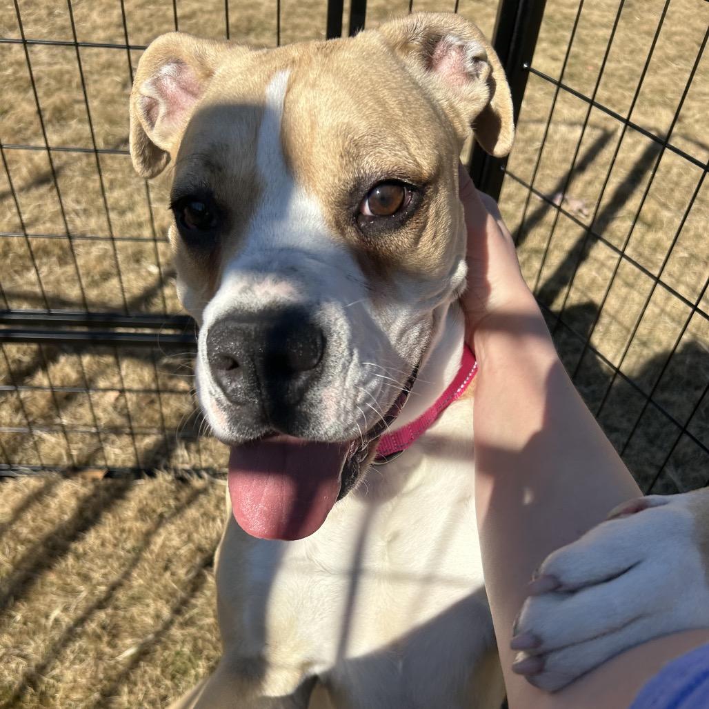 Enlarge Nugget (Adoption Fee SPONSORED!), a Adoptable Mixed Breed in Alabaster, AL image 1/6