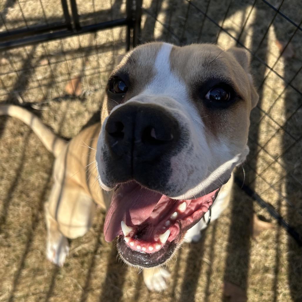 Enlarge Nugget (Adoption Fee SPONSORED!), a Adoptable Mixed Breed in Alabaster, AL image 2/6