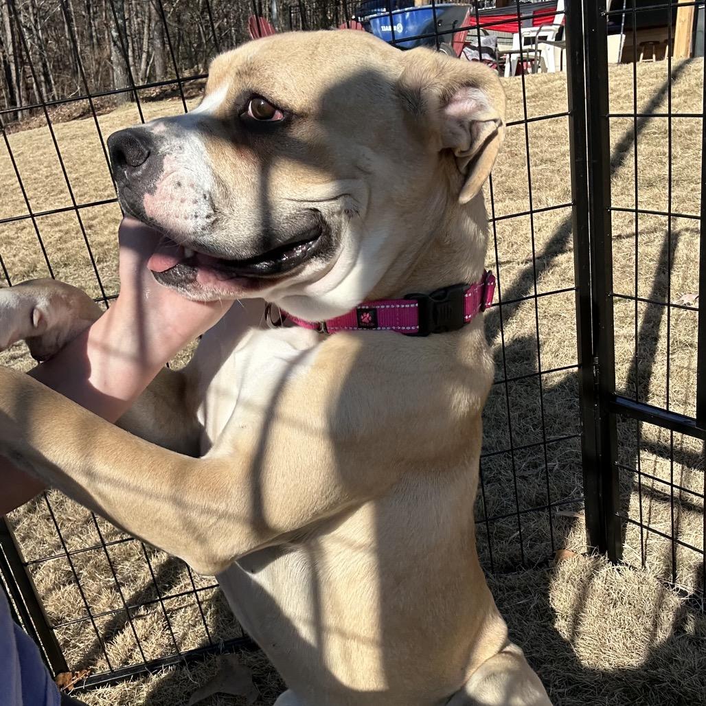 Enlarge Nugget (Adoption Fee SPONSORED!), a Adoptable Mixed Breed in Alabaster, AL image 3/6