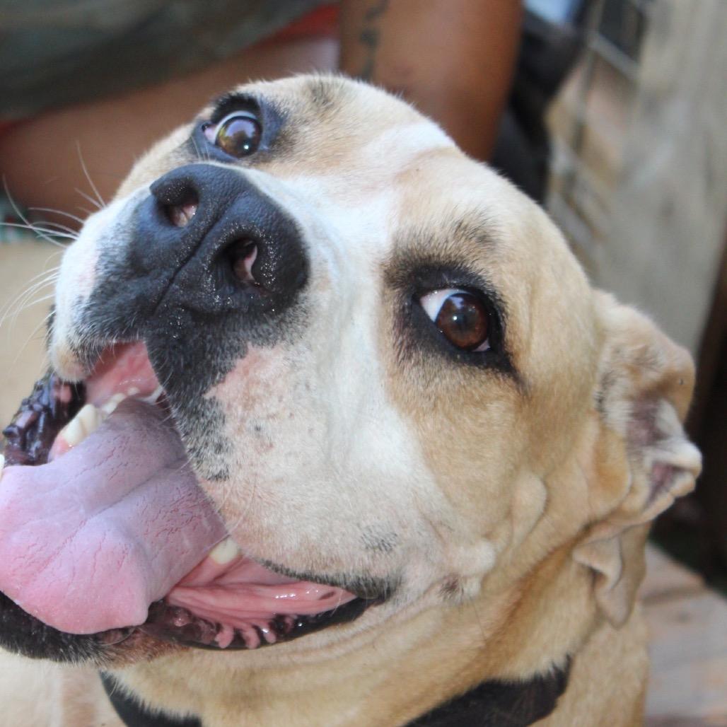 Enlarge Nugget (Adoption Fee SPONSORED!), a Adoptable Mixed Breed in Alabaster, AL image 4/6