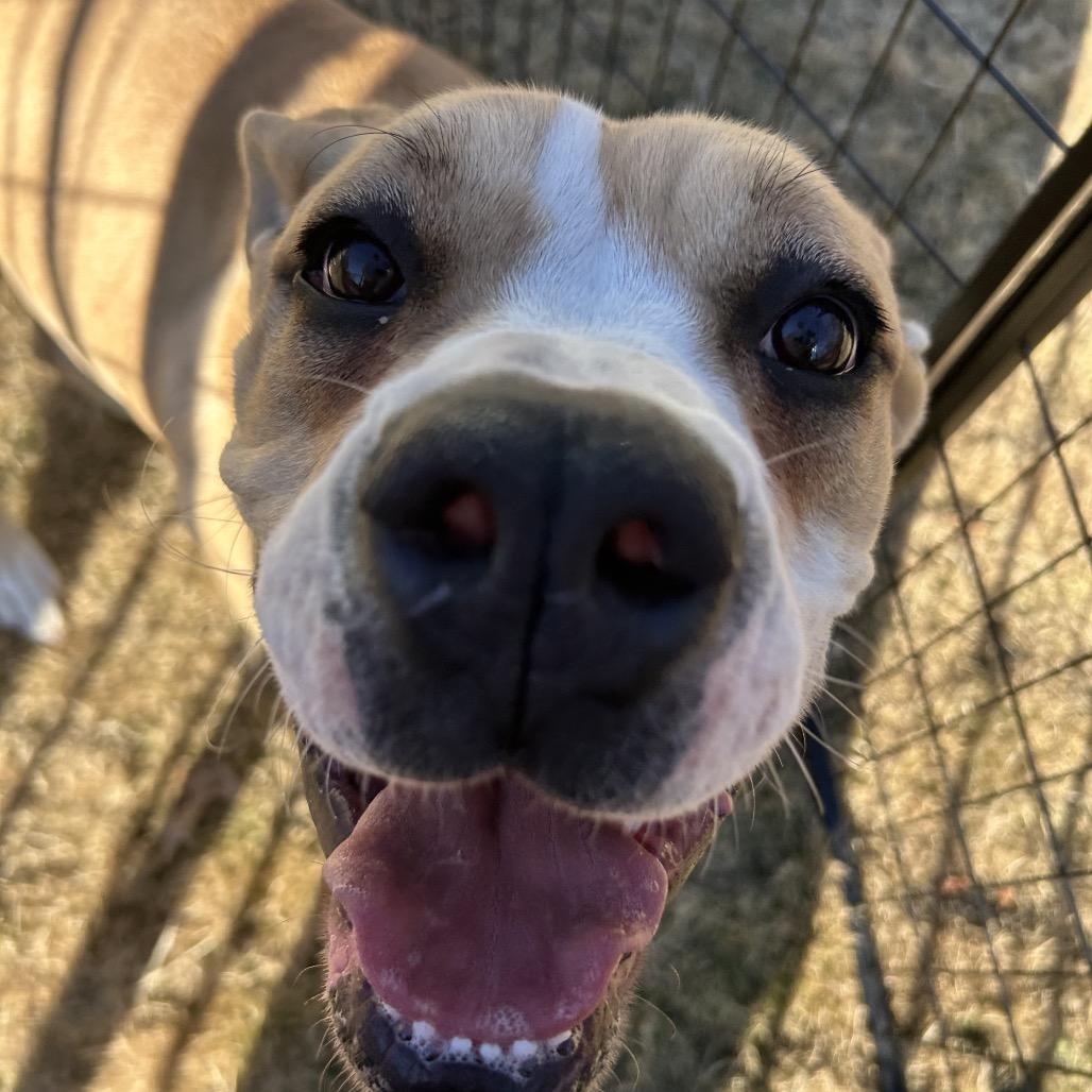 Enlarge Nugget (Adoption Fee SPONSORED!), a Adoptable Mixed Breed in Alabaster, AL image 5/6