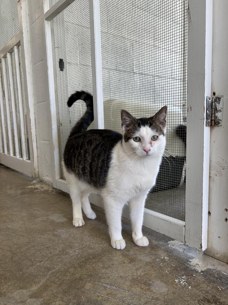 Enlarge Garrett, a Adoptable mixed breed in Ontario, CA image 1/4