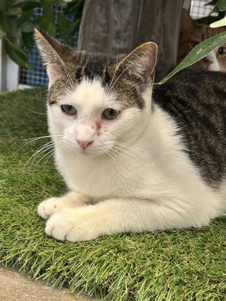 Enlarge Garrett, a Adoptable mixed breed in Ontario, CA image 2/4