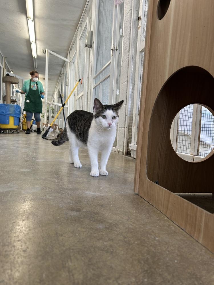 Enlarge Garrett, a Adoptable mixed breed in Ontario, CA image 3/4